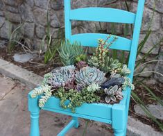 a blue chair with succulents and plants in it sitting on the ground