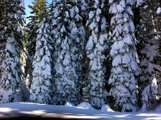 a person riding skis on a snowy surface next to tall pine tree's