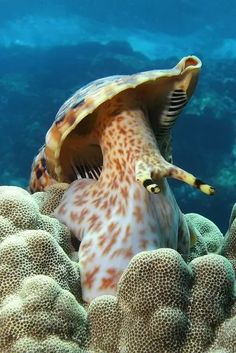 a sea turtle with its mouth open sitting on top of some corals in the ocean