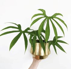 a hand holding a potted plant in it's palm like form, with green leaves