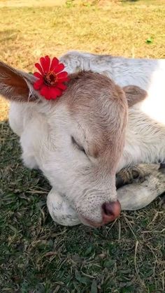 a white and brown cow with a red flower on it's head laying in the grass