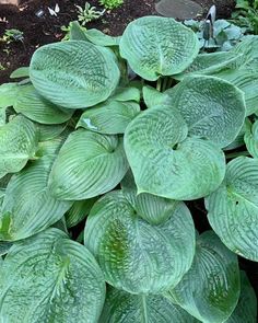 large green leaves are growing in the garden