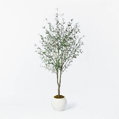 a small white potted plant with green leaves on the top and bottom, in front of a white background