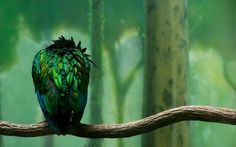 a green bird sitting on top of a branch in front of a forest filled with trees