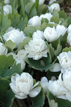 white flowers with green leaves on the ground