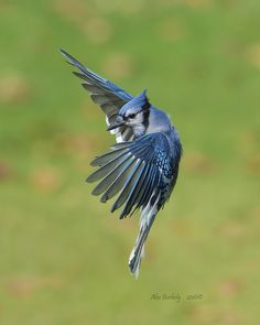 a small blue bird flying through the air