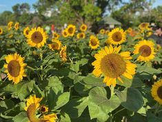 a field full of sunflowers with people in the background