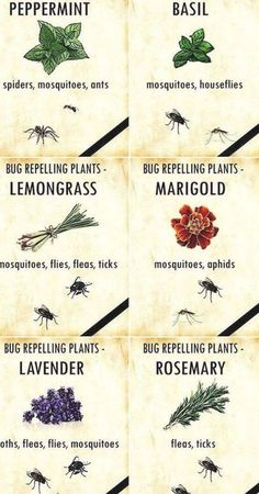 the different types of mosquitoes and their names