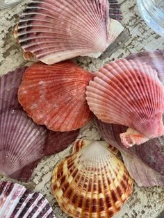 several seashells and wine glasses on a table