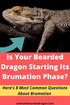 a bearded dragon sitting on top of a tree branch with the caption is your bearded dragon starting its animation phase? here's 8 most common questions about brumation