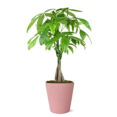 PRICES MAY VARY. LIVE INDOOR PLANT – Brighten someone’s day with a fantastic Money Tree. Perfect for home décor, this living Pachira Money Tree Plant will add color and joy to any space! It is also pet friendly and air-purifying! BEST VALENTINE’S DAY GIFT – Say “I Love You” with a plant that lasts! This houseplant is the perfect gift for Valentine’s Day, Mother’s Day, anniversaries, or just because! Take advantage of our special plant delivery and let someone special know you love them. SAFE SHI Pachira Money Tree, Pink Pottery, Money Tree Plant, Blush Decor, Live Indoor Plants, Bring Nature Indoors, Planter Gift, Matte Ceramic, Best Gifts For Women