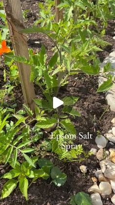 the garden is full of plants and rocks