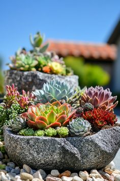 there are many succulents growing in the rocks