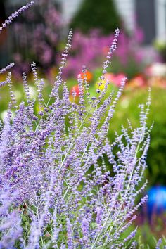 purple flowers are growing in the garden