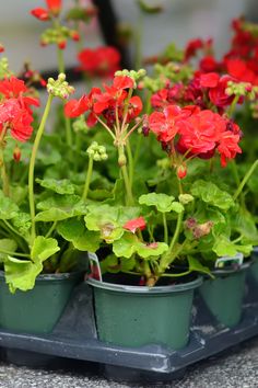 red and green flowers are in small pots on the table, ready to be planted