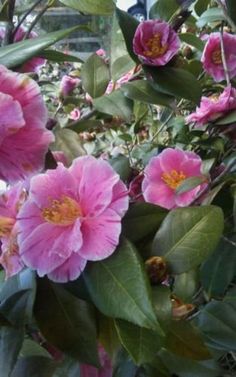 pink flowers are blooming in the garden