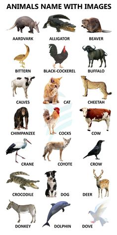 an animal name with images on it