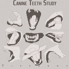 various teeth and mouths are shown in black and white, with the words canine teeth study