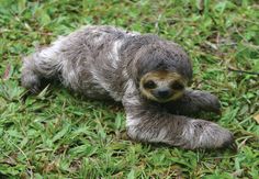 a baby sloth is laying on the grass