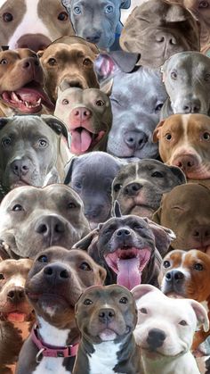 a group of dogs with their mouths open and tongue out in front of the camera