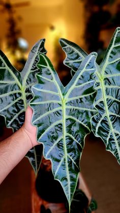 a hand holding up a large leaf shaped plant in front of a potted plant