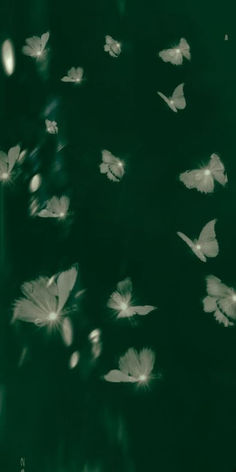 st. patrick's day wallpaper: aesthetic butterflies St Patrick's Day Wallpaper, Enchanting Wallpaper, Green Vibe, Day Wallpaper, Emerald Isle, St Patrick, Dark Green, Butterflies