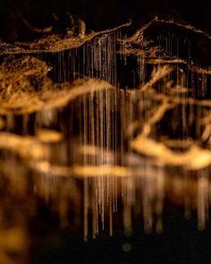 an abstract photograph of gold and white beads hanging from the side of a tree trunk