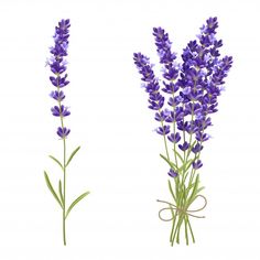 purple lavender flowers on white background with clipping space for text or image, front and back view