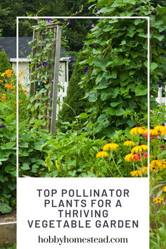 vegetable garden with pollinator plants Pollinator Garden Design Ideas, Pollinator Garden Layout, Pretty Vegetable Garden Ideas, Biointensive Gardening, Gardening Basics, Pollinator Garden Design, Gardening Aesthetic, Garden Rocks