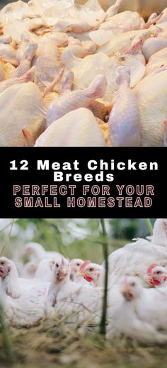 chickens are laying on the ground with text overlay that reads, 12 meat chicken breeds perfect for your small homesead