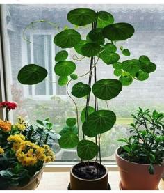 three potted plants sitting on top of a window sill next to each other