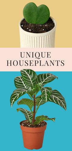 13 Unique Houseplants that We’re Loving Unique House Plants, Simple Pin Media, Houseplant Decor, Mid Century Modern Planter, Mid Century Planter, Reading Diy, Paper Plants, Face Planters, Wood Plant Stand