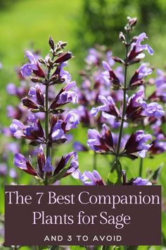 the 7 best companion plants for sage and 3 to avoid