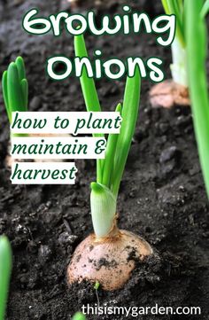 growing onions in the soil with text overlay reading growing onions how to plant maintain and harvest