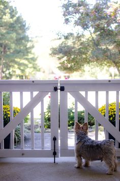 a small dog standing in front of a white gate with flowers on the other side