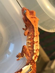 a small gecko sitting on top of a white bowl