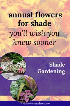 an advertisement for the annual flowers for shade you'll wish you knew some