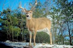 a deer standing in the middle of a forest