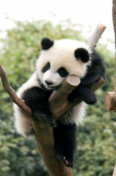 a panda bear sitting on top of a tree branch