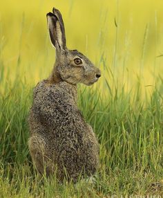 a brown rabbit sitting in the grass