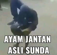 an animal that is standing on its hind legs with the caption'ayam jantan asli sunda '