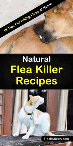 a dog and cat are sitting together on the porch with text overlay that reads natural flea killer recipes