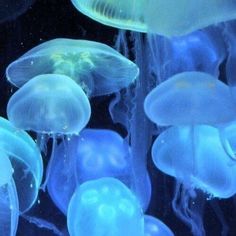 many jellyfish are swimming in the water and glowing blue with white lights on them