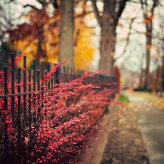 red flowers growing on the side of a road next to a wooden fence and trees