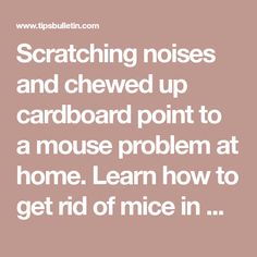 a quote that reads, scratching noses and chewd up cardboard point to a mouse problem at home learn how to get rid of mice in