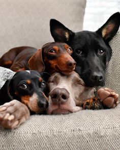 three black and brown dogs laying on top of a couch with their heads resting on each other