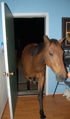 a brown horse standing inside of a blue room next to a wooden floor and door