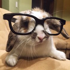 a cat wearing glasses on top of a couch