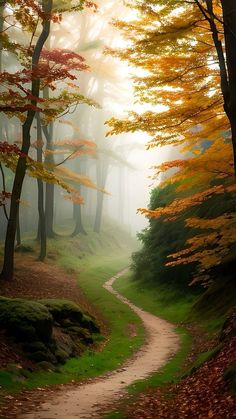 a path in the middle of a forest with trees and leaves on both sides, surrounded by fog