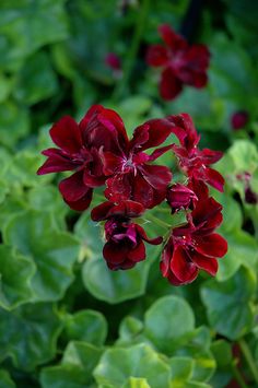 red flowers with green leaves in the background